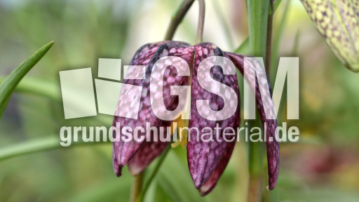 Schachbrettblume (2).jpg